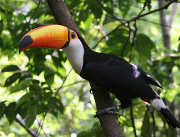 綠世界巨嘴鳥紅鶴