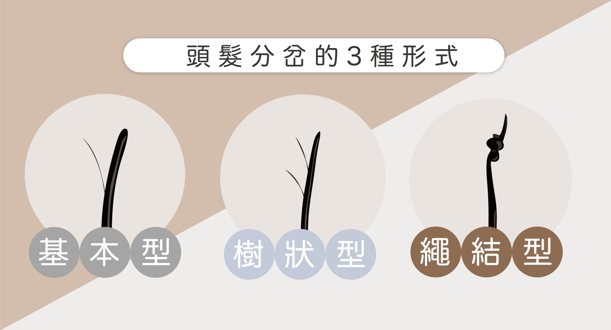 頭髮分岔的三種型式:基本型、樹狀型、繩結型