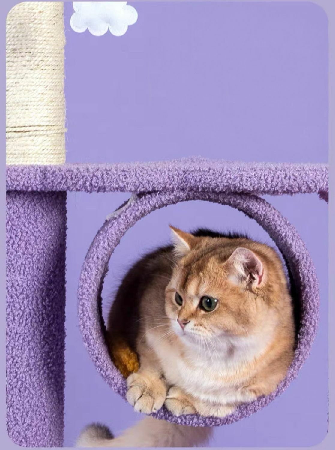 夢幻星雲貓爬架