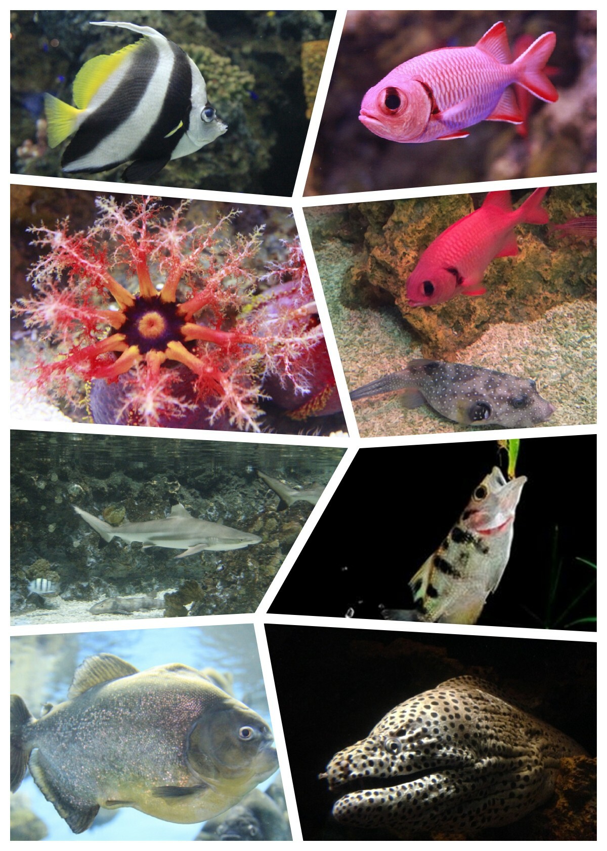 海洋公園美人魚