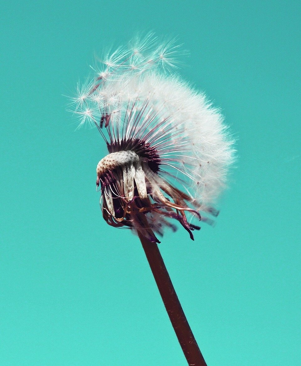 高敏感族群花精