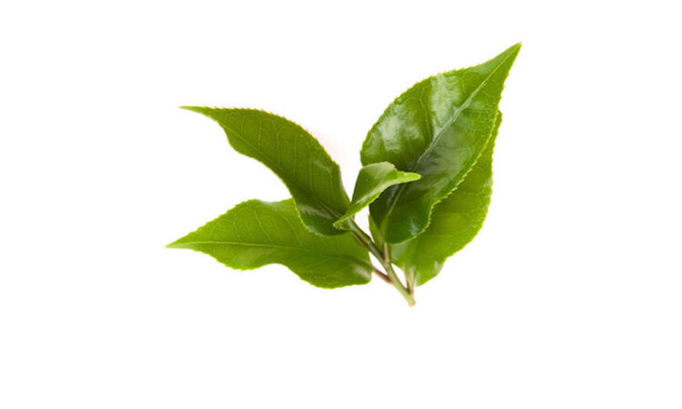 [Tatcha] Luminous Deep Hydration Firming Eye Serum 15ml