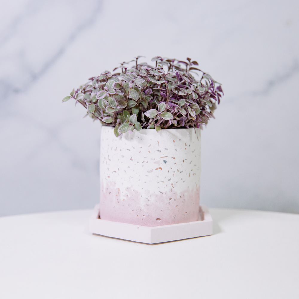 『healing』Callisia repens 'Pink Lady'（Ｓ）