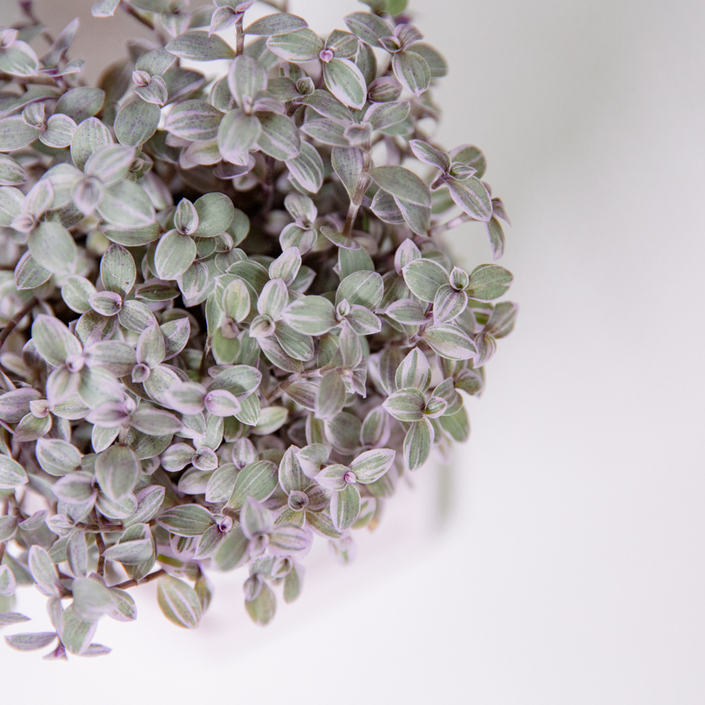『healing』Callisia repens 'Pink Lady'（Ｓ）