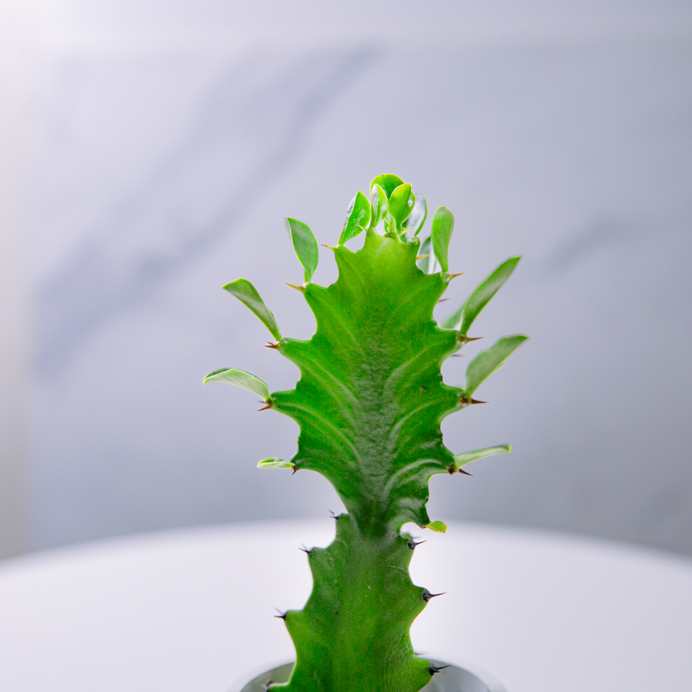 『healing』Dragon Bones Tree（Ｓ）