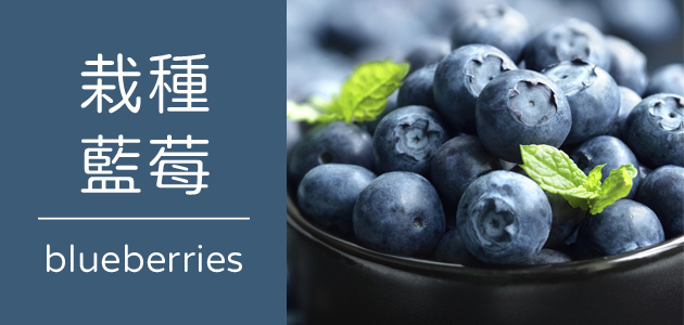 栽種藍莓 ∣ 天時莓果