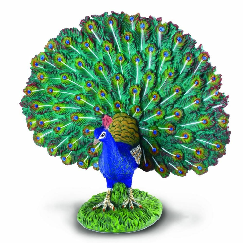 《 COLLECTA 》孔雀