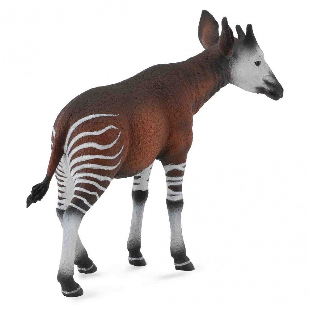 《 COLLECTA 》霍加皮