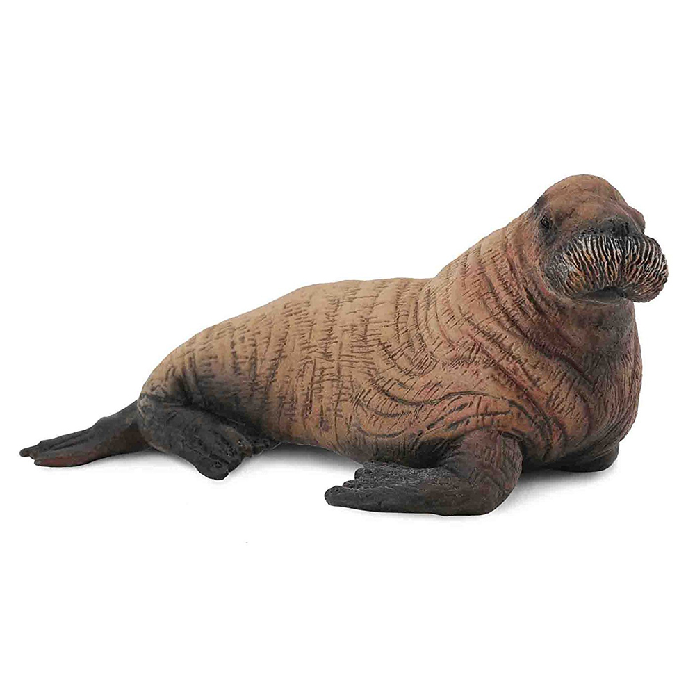 《 COLLECTA 》幼海象