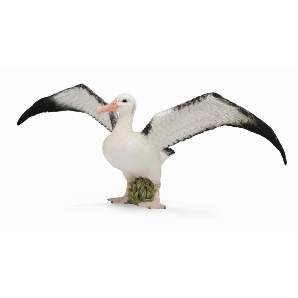 《 COLLECTA 》漂泊信天翁