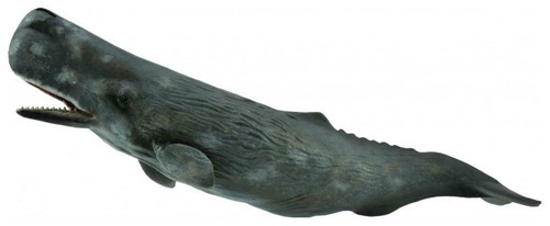 《 COLLECTA 》抹香鯨