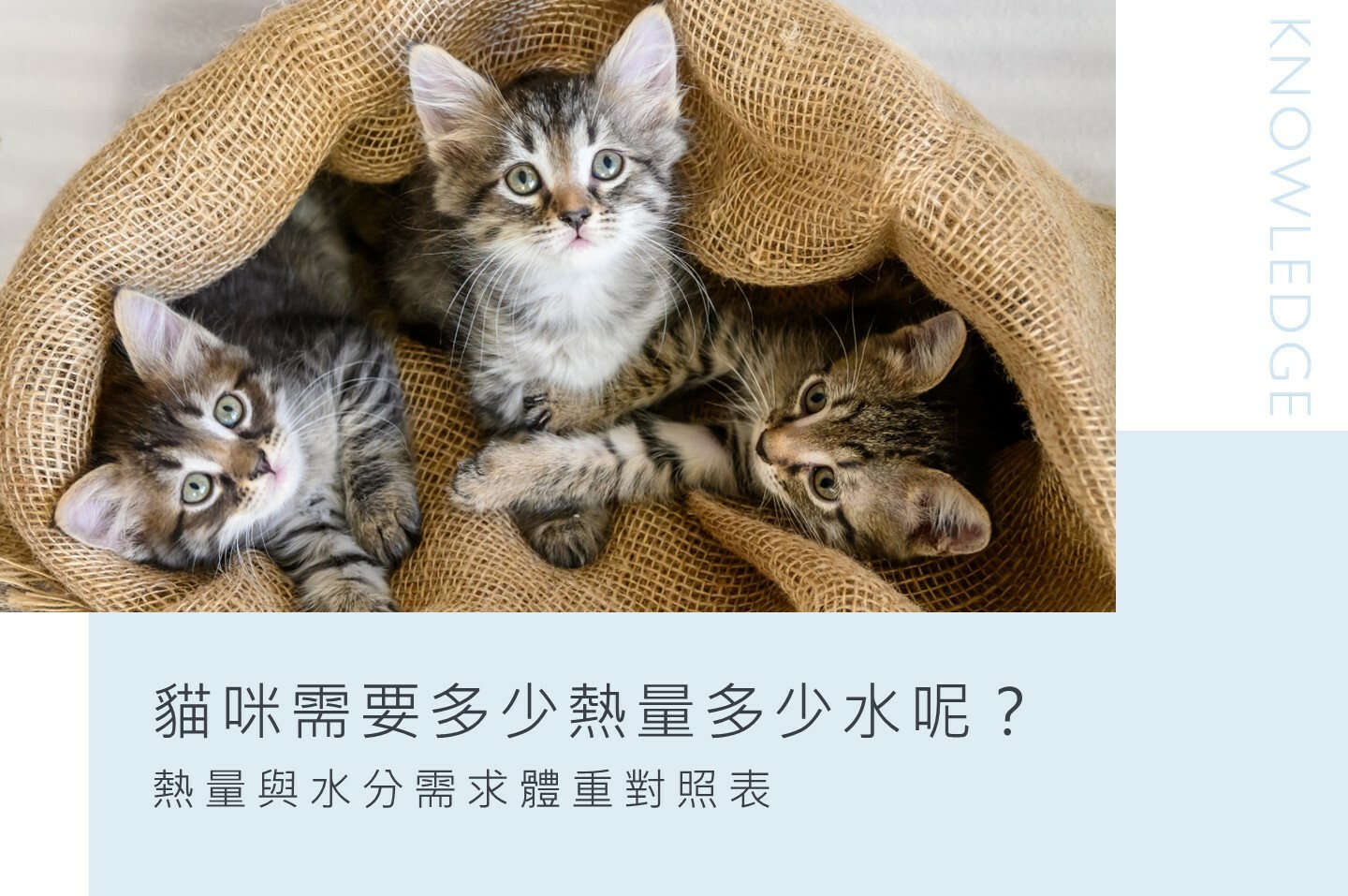 貓爾學院,寵物營養,日常護理,知識教室,貓爾地夫,體重熱量水量