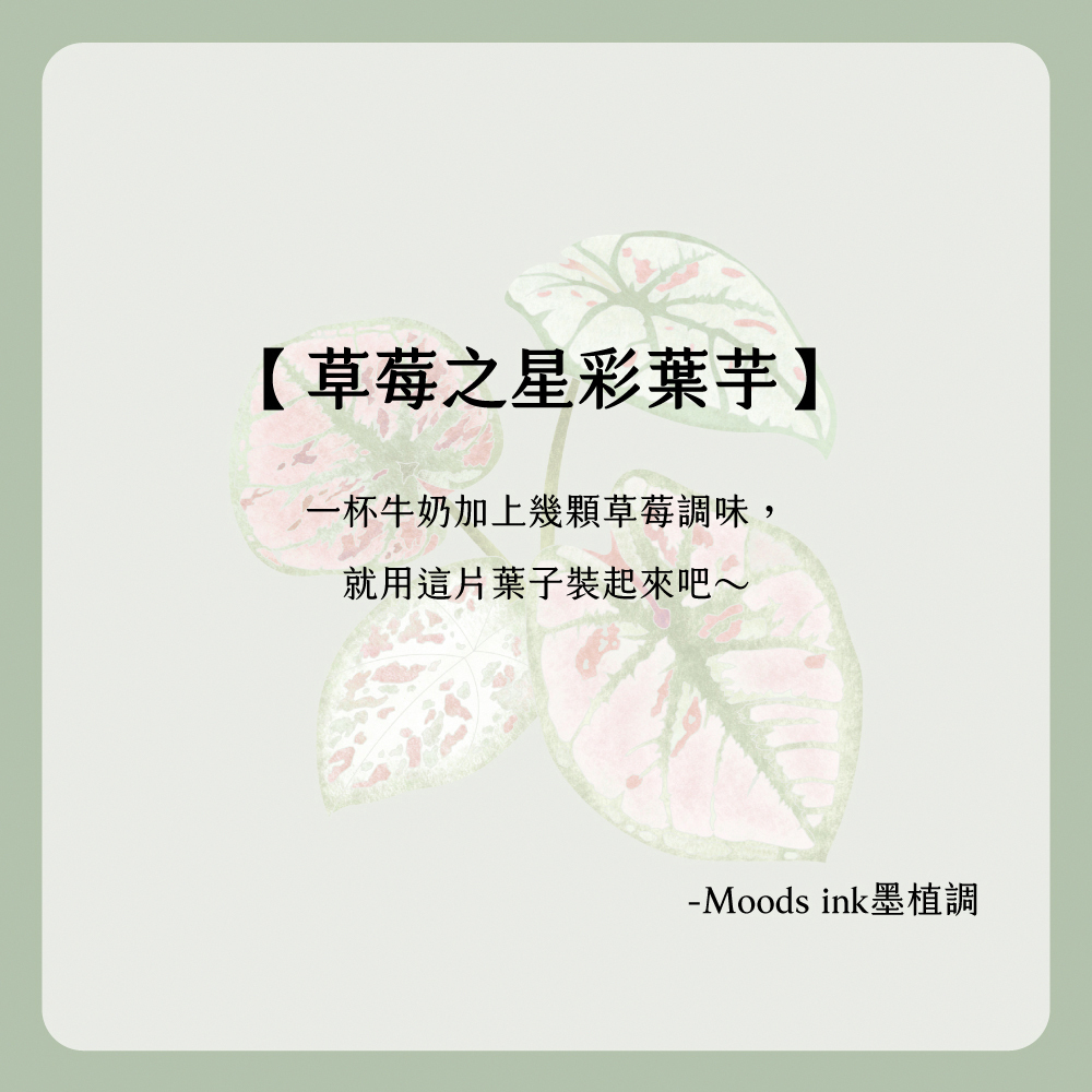 【Knocky x 墨植調】『草莓之星彩葉芋』iPad 平板保護殼 (三折式/硬底軟邊/右側筆槽)