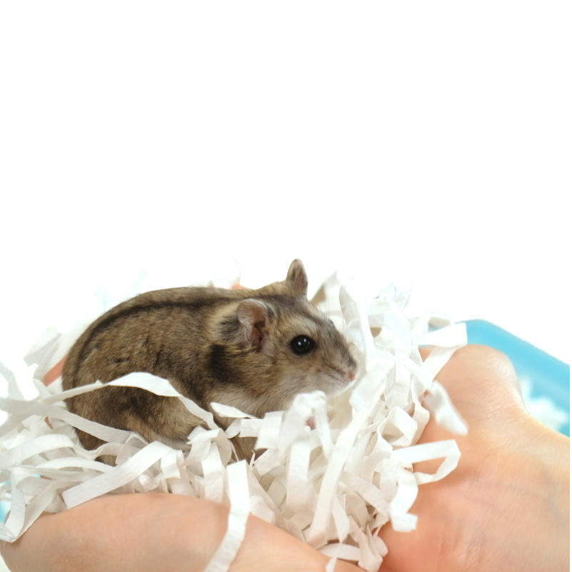 Alice 卡特奥鼠鼠鬆軟小紙條 - 450g