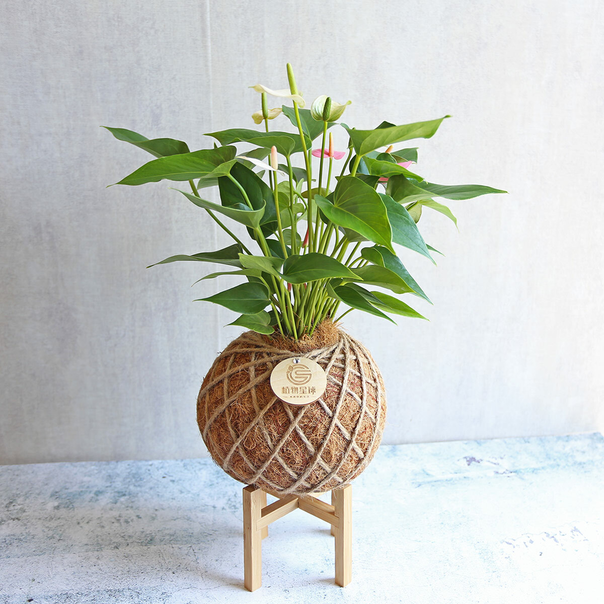 PD135｜粉紅火鶴大苔球