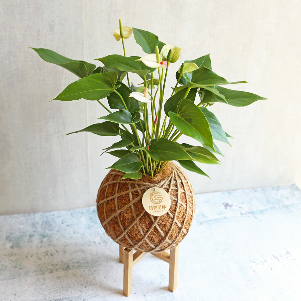 PD135｜粉紅火鶴大苔球