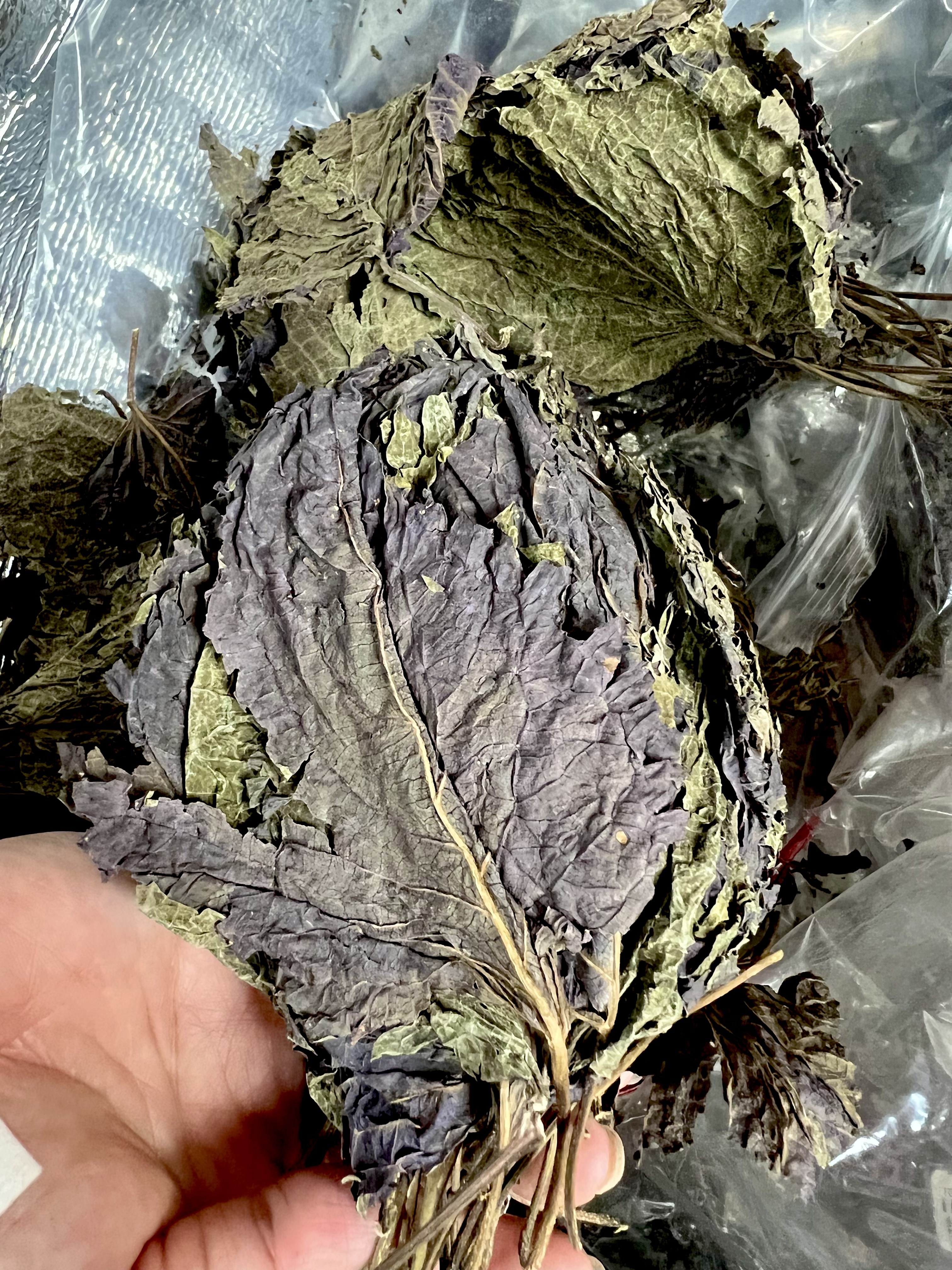 紫蘇葉一份（5片）
