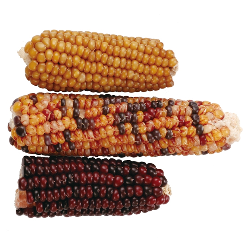 Animan 小玉米 粟米 (草莓味) - 60g