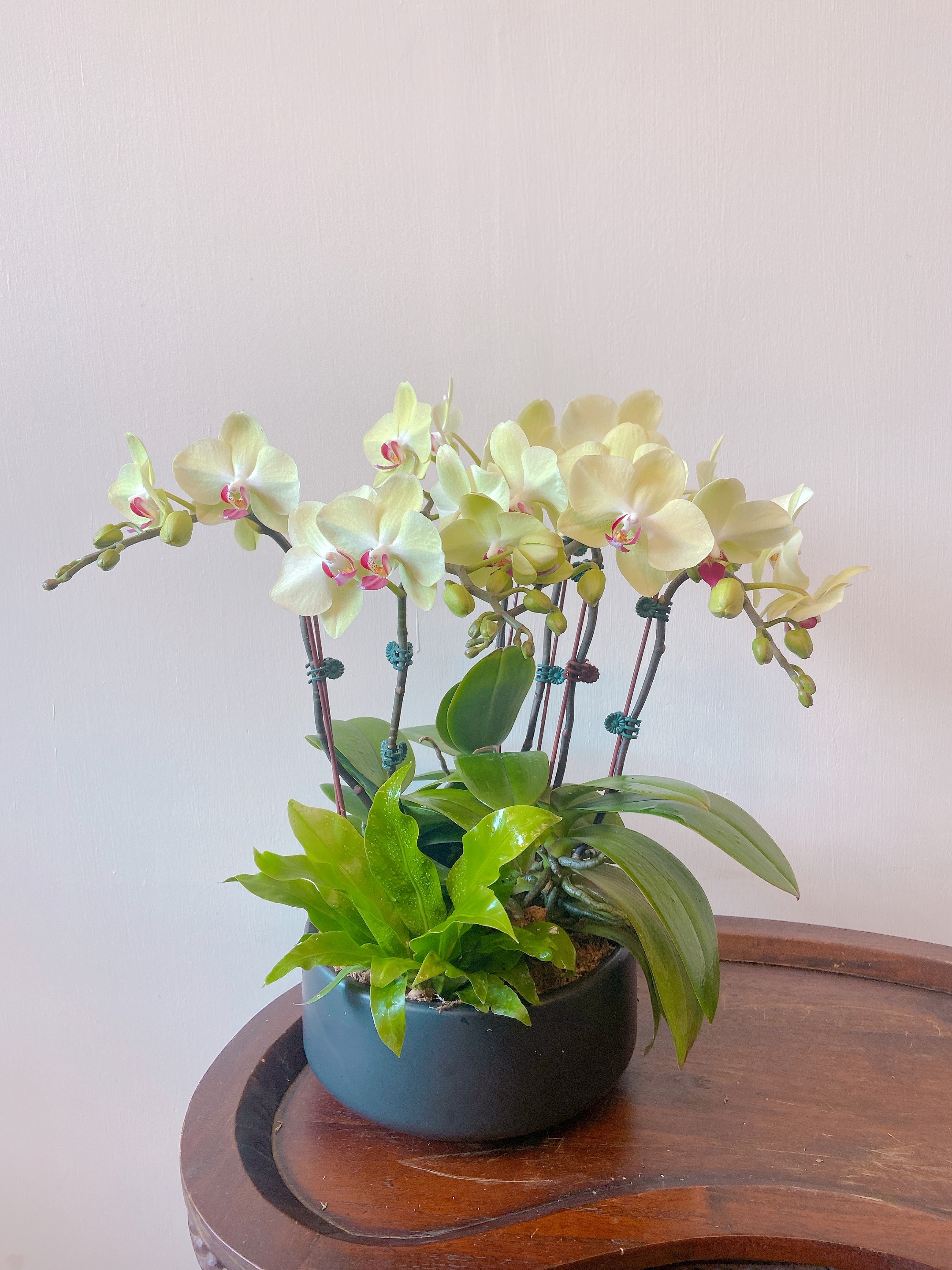 蘭花盆004
