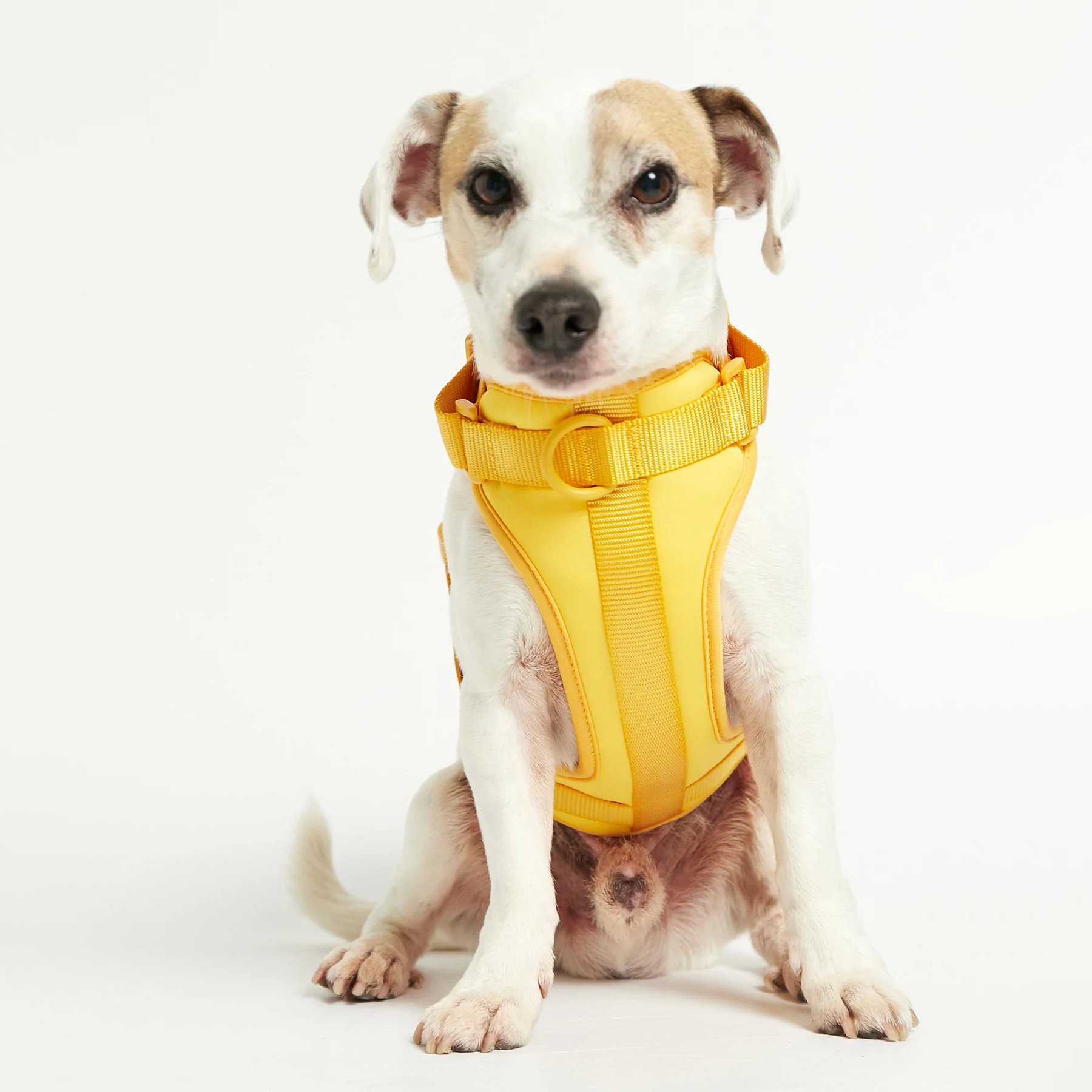 《 The Painter's Wife 》ROSE HARNESS H型快扣胸背帶