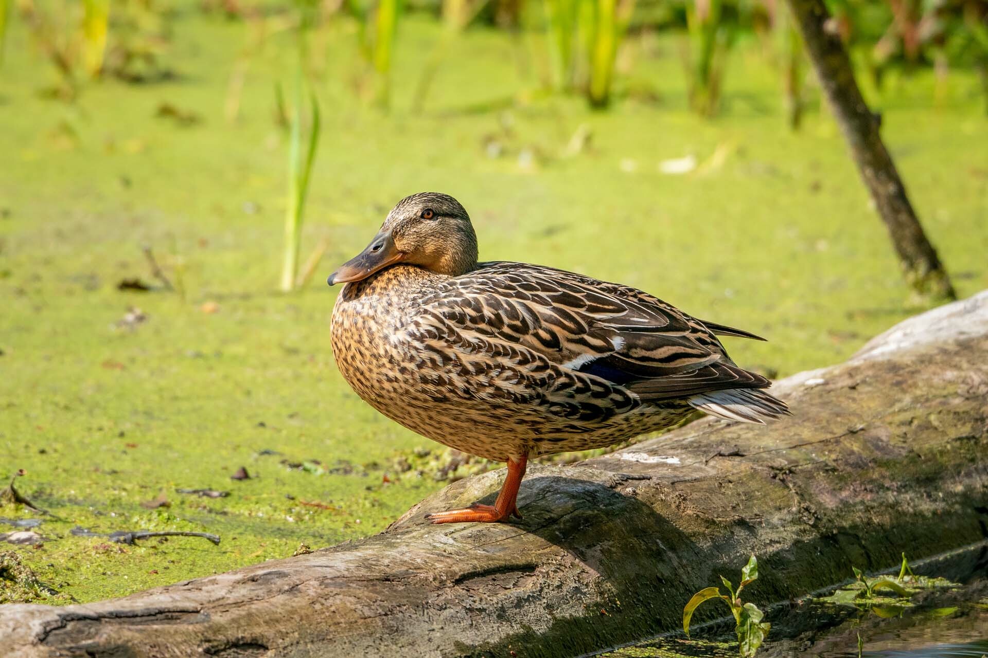 當我們到了一個陌生的環境睡覺時，大腦會有半邊像是夜間守夜人，對周遭環境保持警戒，避免遭受掠食者攻擊。