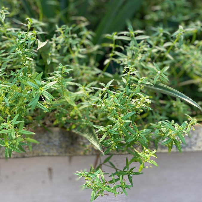 清熱解毒作用のある生薬｜佐藤宣幸 イスクラ白花蛇舌草 60g×2袋セット