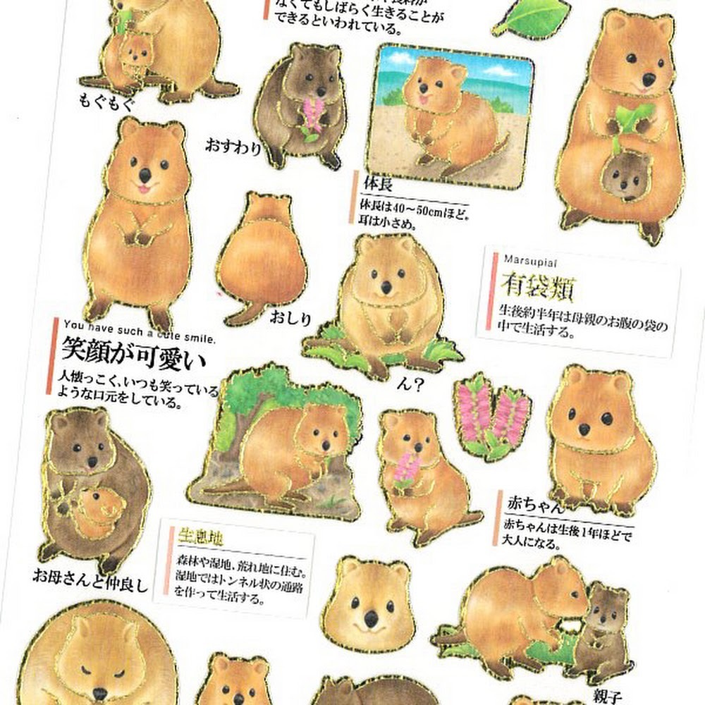 短尾袋鼠 大人的圖鑑 金箔壓印手帳貼紙｜日本Kamio