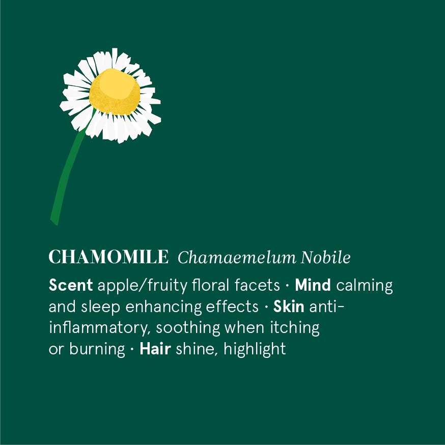 花草引力 羅馬洋甘菊精油