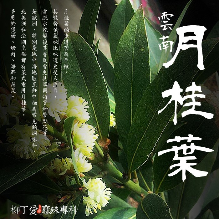 柳丁愛 雲南月桂葉50G【A093】乾貨 八角 山奈 沙薑 砂仁 川砂仁 月桂葉 香葉 小茴香 大茴香 荳蔻 草荳蔻 草果 當歸 香茅 丁香 多香果 甘草