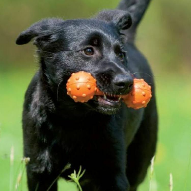 【Major Dog】 耐咬迷你啞鈴