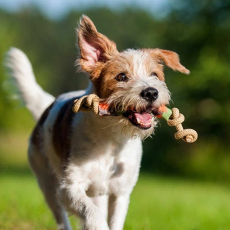 【Major Dog】 互動拉帶