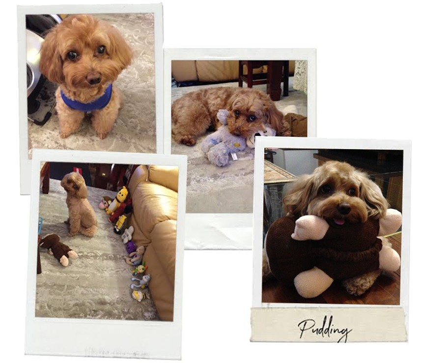 人類因為毛孩的存在而更美好。ruff. 團隊創立的使命即是提供飼主最便利且高品質的一站式服務，陪伴飼主與毛孩度過珍貴的每一天。