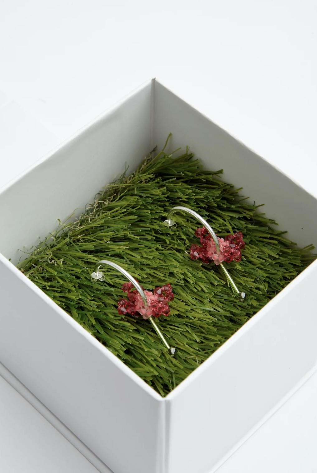 CHAENOMA JAPONICA - LOOPS