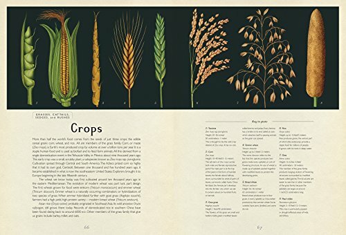 Welcome to the Museum: Botanicum