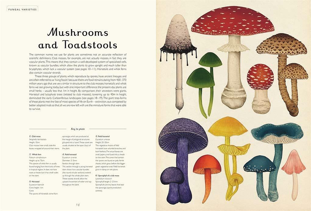 Welcome To The Museum: Fungarium