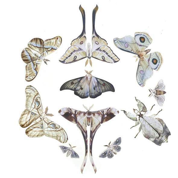 Antiquarian Butterfly Set 收藏者