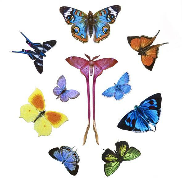 Little Wonders Butterfly Set 小奇蹟