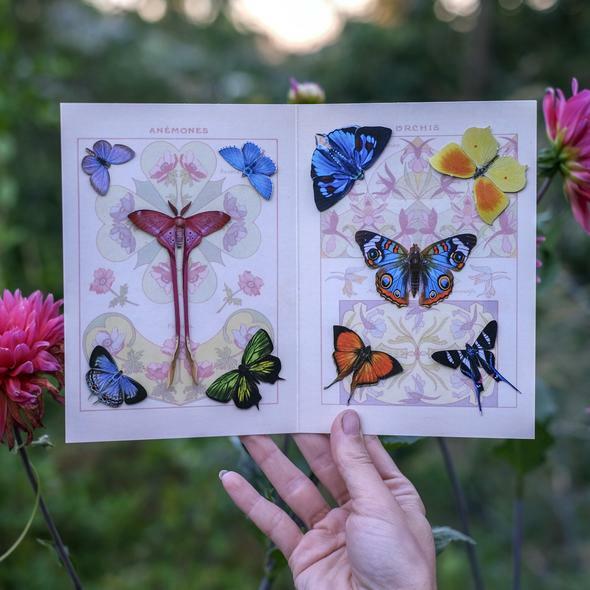 Little Wonders Butterfly Set 小奇蹟