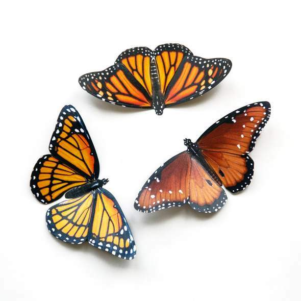 Pollinator Butterfly Set 帝王蝶