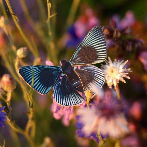 Midnight Butterfly Set 午夜