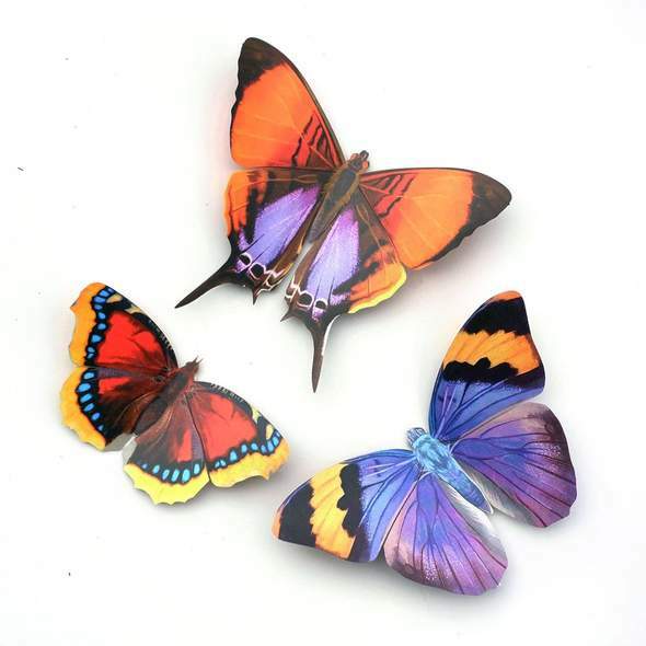 Sunrise Butterfly Set 日出