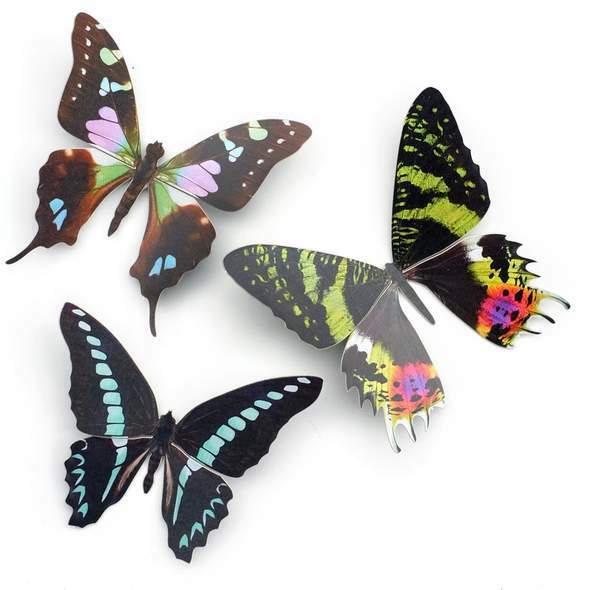 Sunset Butterfly Set 日落