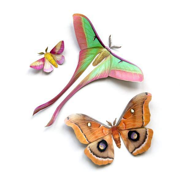 Summer Chinese Moon Moth Set 夏