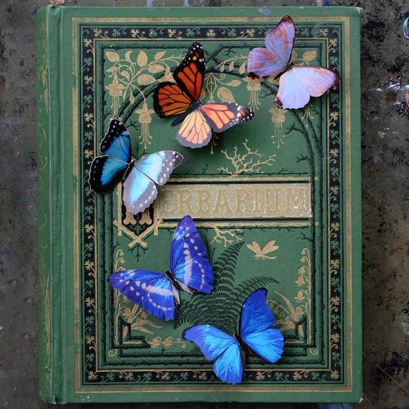 Morphos and Monarch Butterfly Set 帝王蝶閃蝶