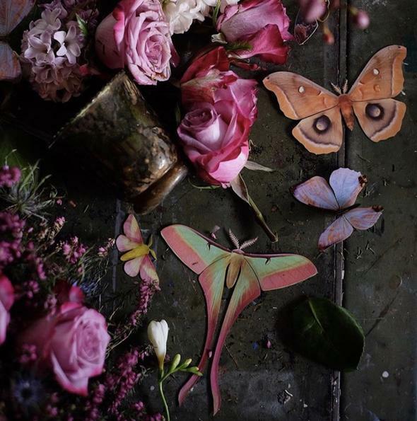 Summer Chinese Moon Moth Set 夏