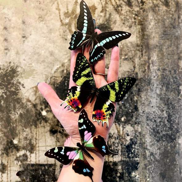 Sunset Butterfly Set 日落