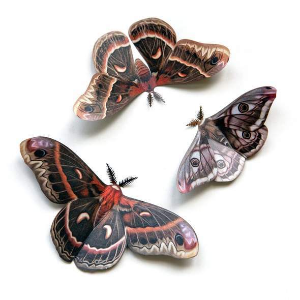 Autumn Cecropia Moth Set 秋