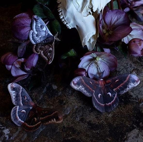 Autumn Cecropia Moth Set 秋