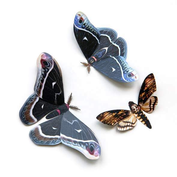 Winter Calleta Moth Set 冬