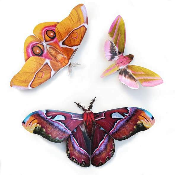 Amber Atlas Moth Set 琥珀